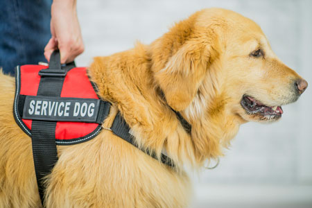 Am I Ready for a Service Dog?