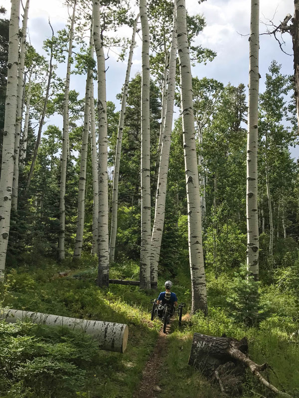 A handcyclist cycles through an aspen grove near the Grand Canyon