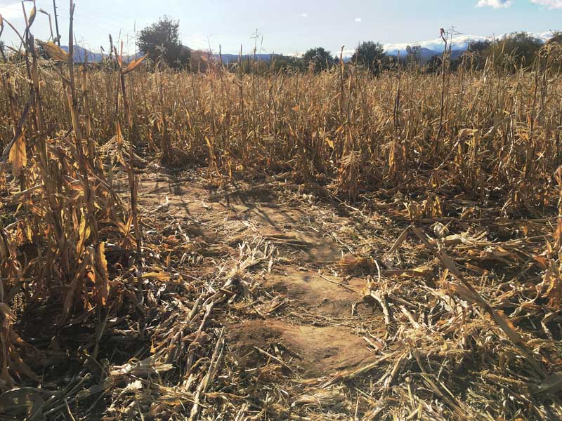 Corn maze path