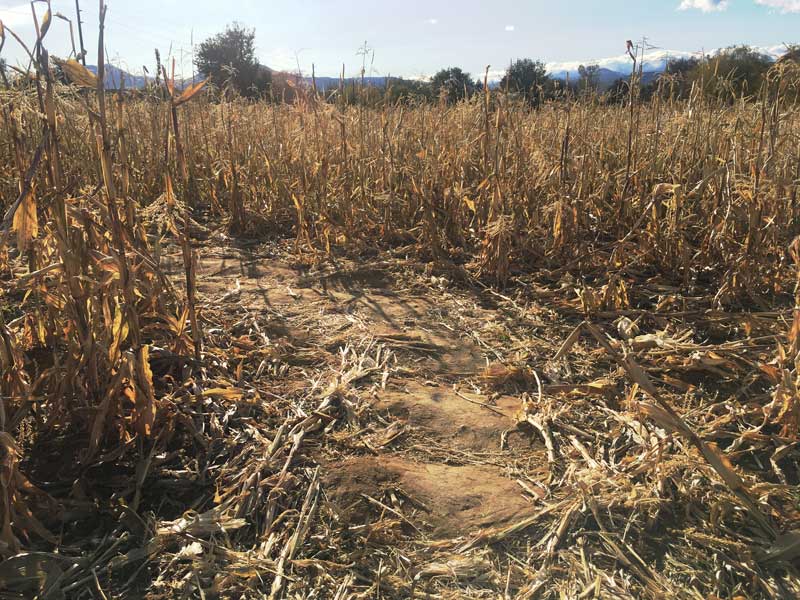 Corn maze path