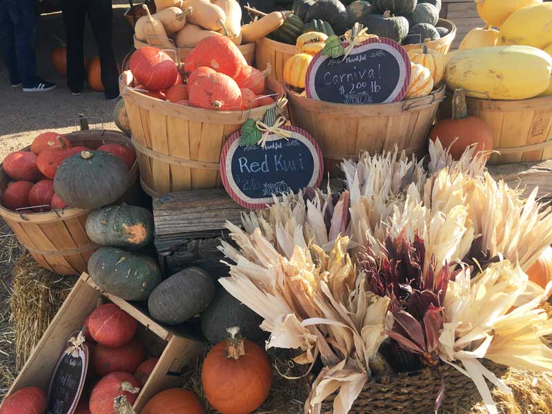 Pumpkins at a fall festival