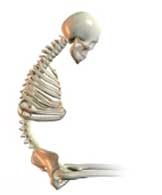 Sagittal Sternal Angle (Upper Kyphosis)